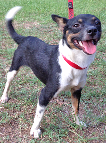 Pet of the Week  Squirt