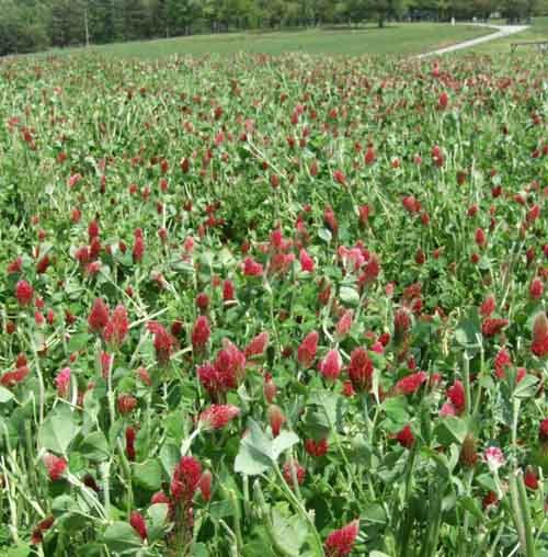 Clovers can span the winter forage gap