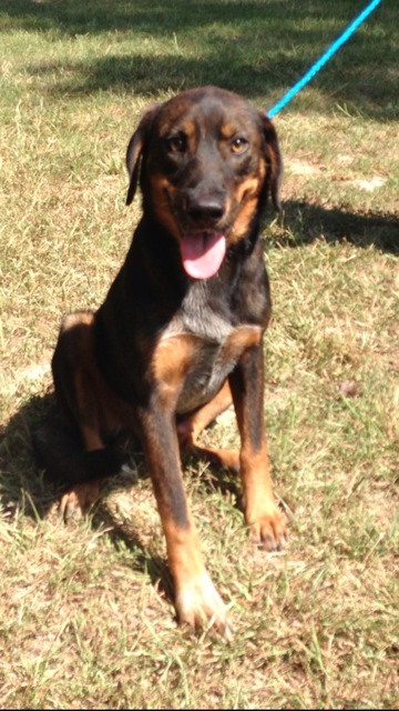 Pet of the Week  Gunner