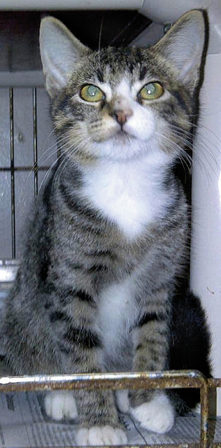 Pet of the Week