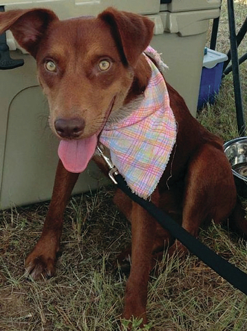 Pet of the Week