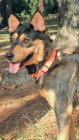 Pet of the Week – Sheba