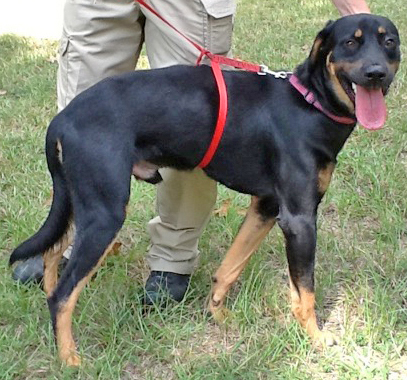Pet of the Week – Bruiser
