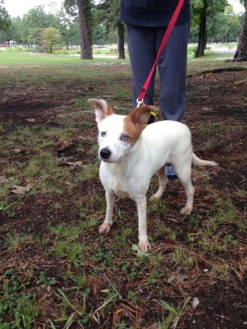 Pet of the Week: Blue