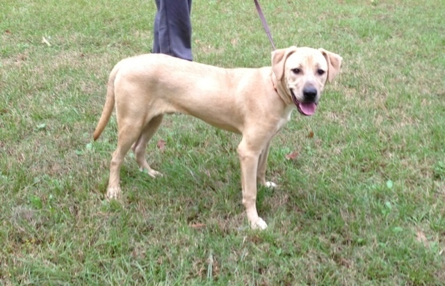 Pet of the Week