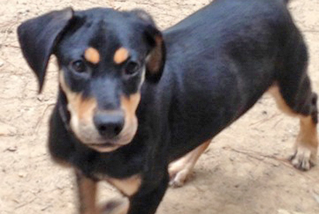 Pet of the Week – April