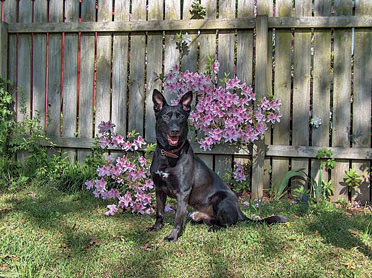 Retired K-9 deputy Sergeant Duak dies at 10