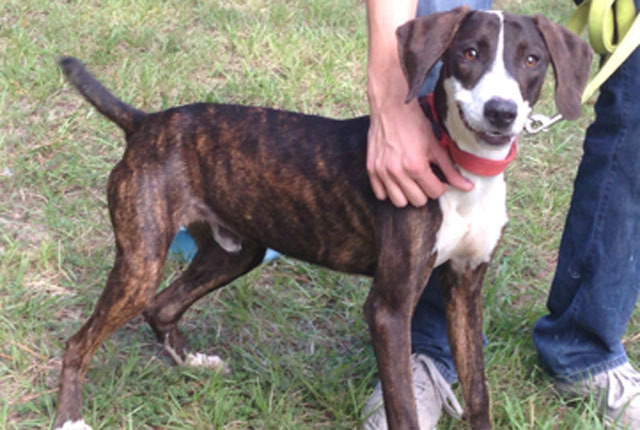 Pet of the Week – Reggie
