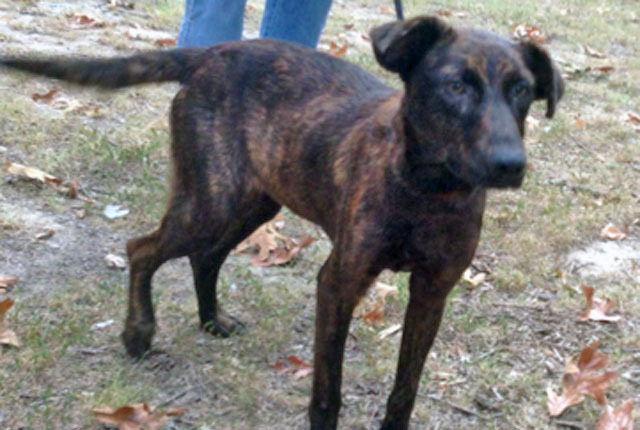Pet of the Week