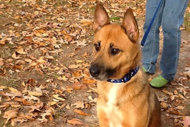 Pet of the Week – Athena