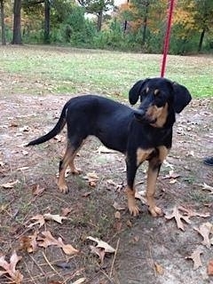 Pet of the Week