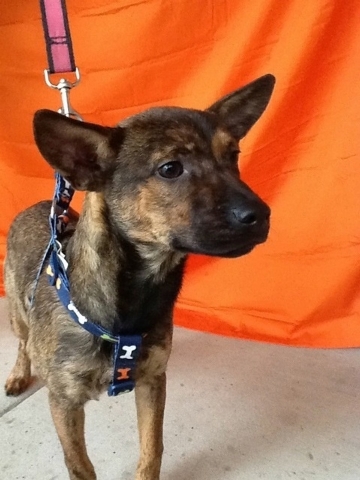 Pet of the Week – Destiny