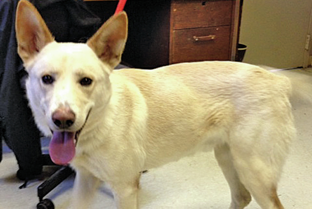 Pet of the Week: Drake
