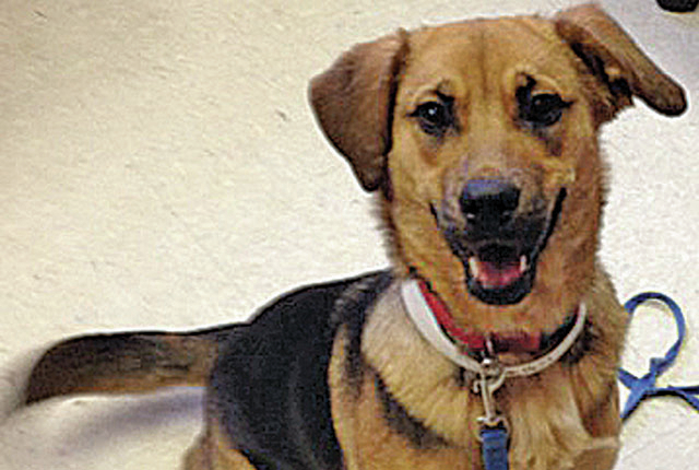 Pet of the Week: CJ