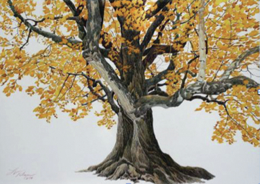 ASC’s new exhibition, Family FunDay to feature champion trees