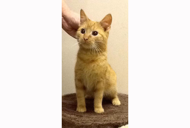 Pet of the Week