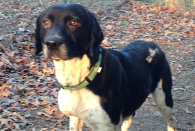 Pet of the Week: Big Boy
