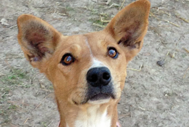 Pet of the Week