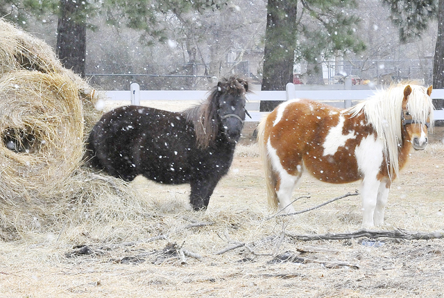 Snow Ponies