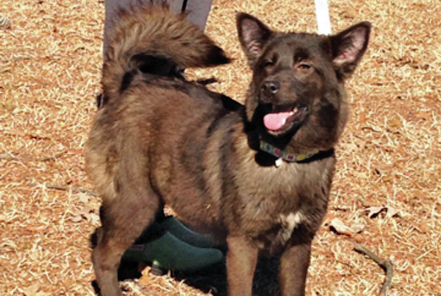 Pet of the Week: Lee-Ann
