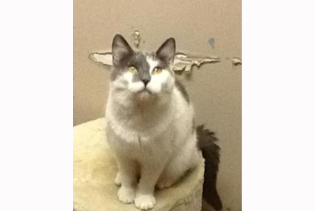 Pet of the Week – Dawn