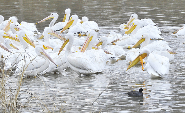 Pelicans’ roost
