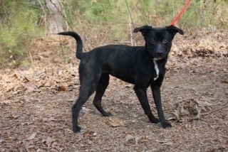 Pet of the Week: Lyla