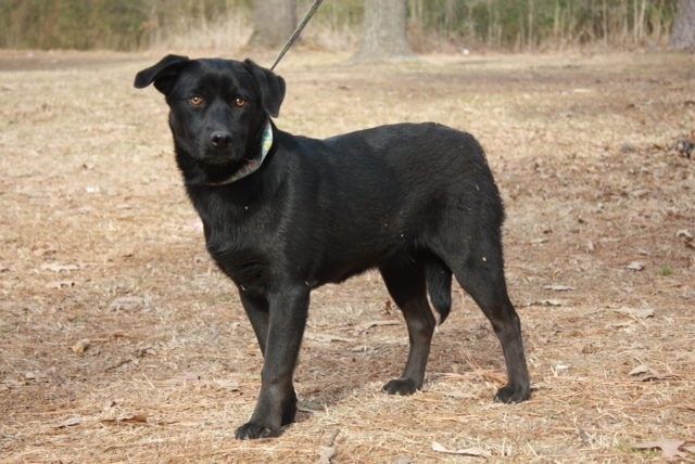 Pet of the Week – Misty