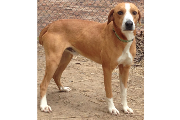 Pet of the Week – Banjo