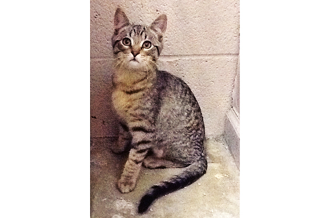 Pet of the Week – Smokey