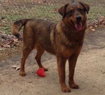 Pet of the Week – Tucker