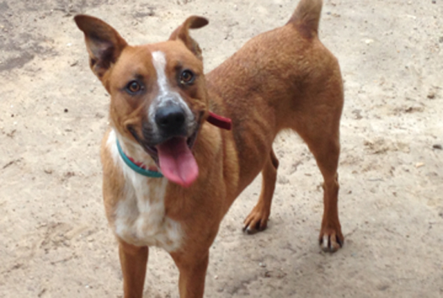 Pet of the Week – Jackie