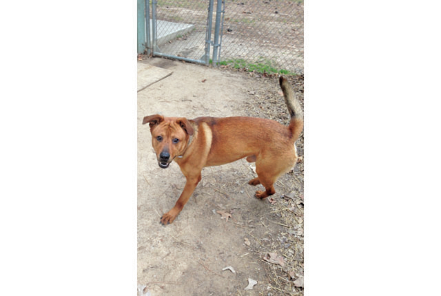 Pet of the Week -Sarge