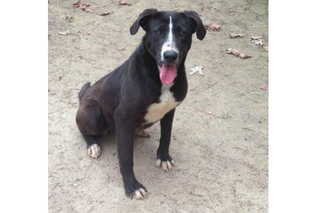 Pet of the Week: Skyler