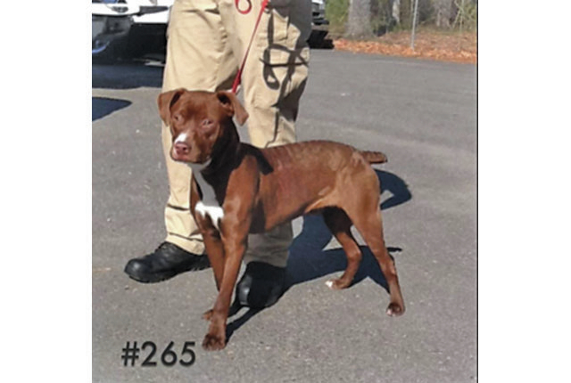 Pet of the Week  Gabe