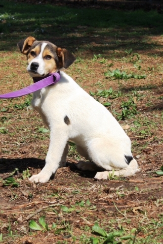 Pet of the Week – Joslyn