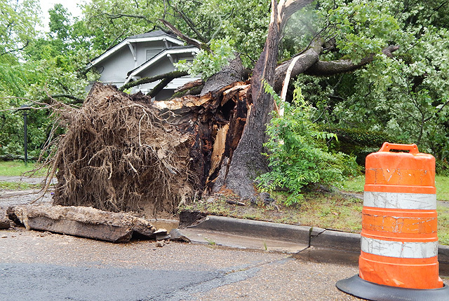 Downed tree