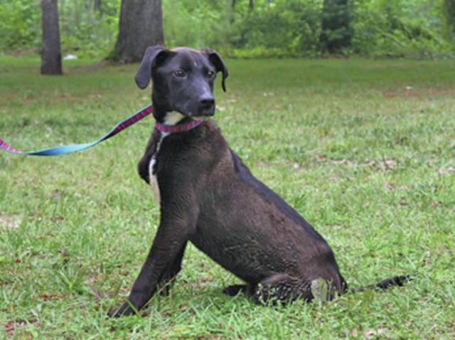 Pet of the Week – Ralston
