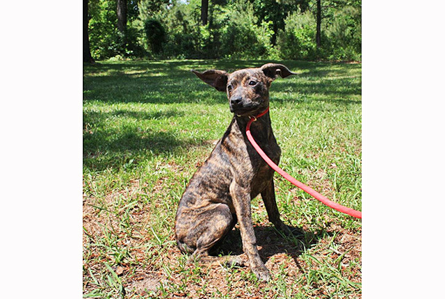 Pet of the Week: Allie