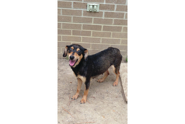 Pet of the Week: Ivy