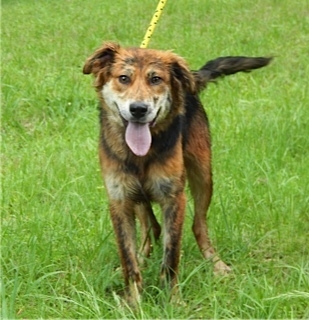 Pet of the Week – Brutus