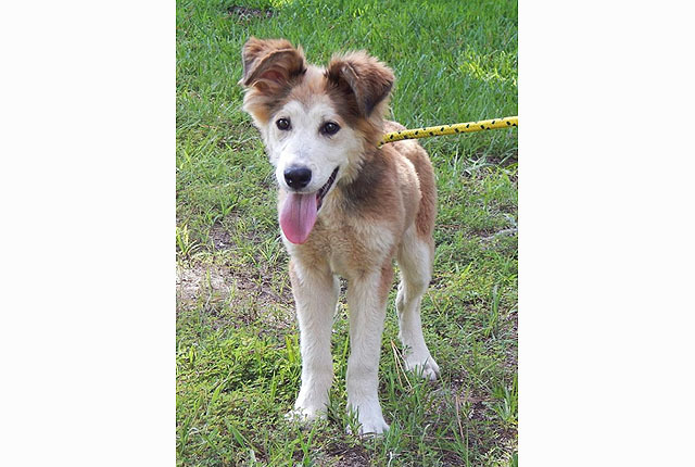 Pet of the Week – Spunky