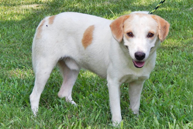 Pet of the Week – Arty