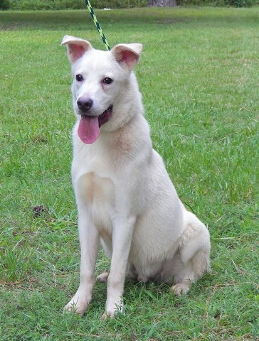 Benson – Pet of the Week