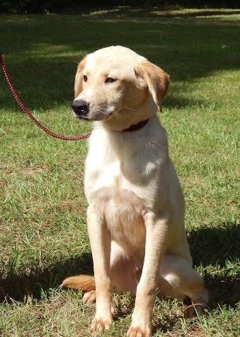 Pet of the Week  Snow
