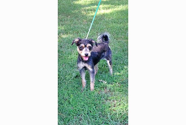 Pet of the Week – Lady