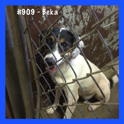 Pet of the Week – Beka