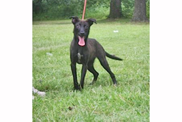 Pet of the Week – Lucky