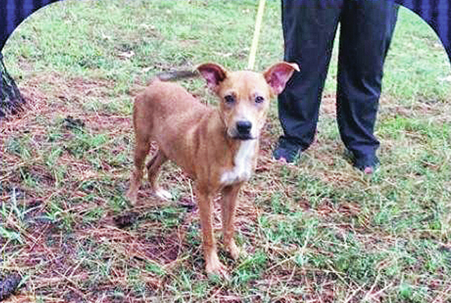 Pet of the Week – Melody
