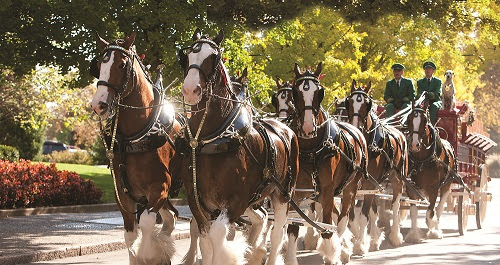 Clydesdales to appear at Jefferson County events